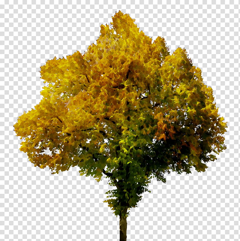 Autumn Maple, Tree, European Beech, Autumn Leaf Color, Yellow, Plant, Woody Plant, Flower transparent background PNG clipart