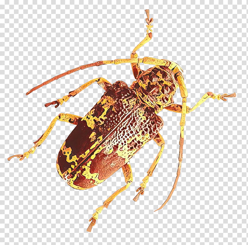 insect beetle pest longhorn beetle leaf footed bugs, Weevil, Parasite, Ground Beetle transparent background PNG clipart