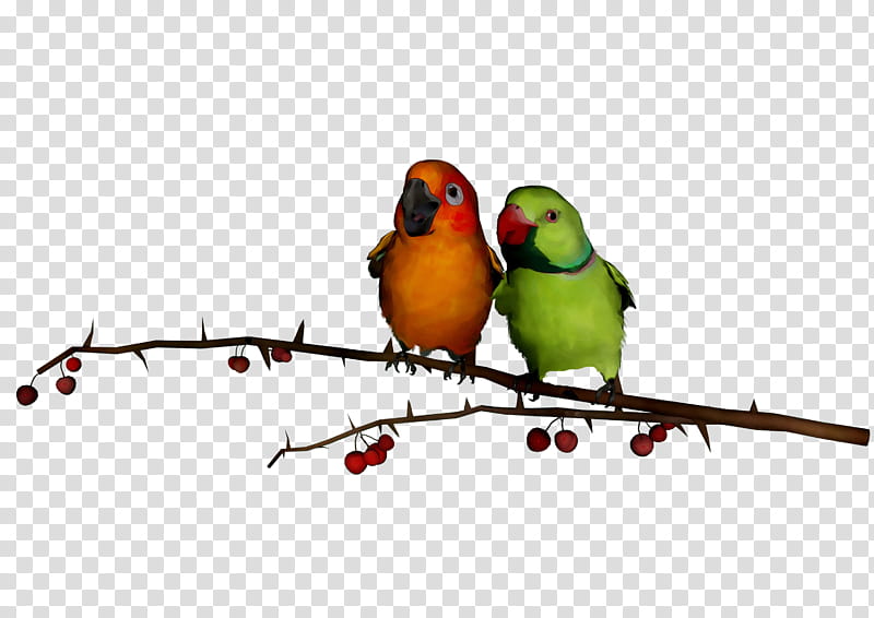 Bird Parrot, Lovebird, Parakeet, Finches, Feather, Beak, Pet, Budgie transparent background PNG clipart