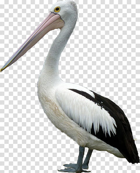 Crane Bird, Gulls, Swans, Pelecaniformes, Beak, American White Pelican, Stork, Water Bird transparent background PNG clipart