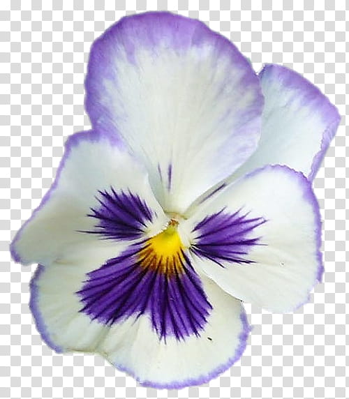 Purple Flower, Pansy, Violet, Petal, RAR, Fairy Tale, Violet Family, VIOLA transparent background PNG clipart