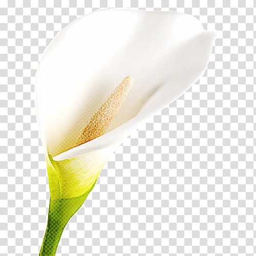 white flower arum yellow plant, Pedicel, Flowering Plant, Alismatales, Petal transparent background PNG clipart
