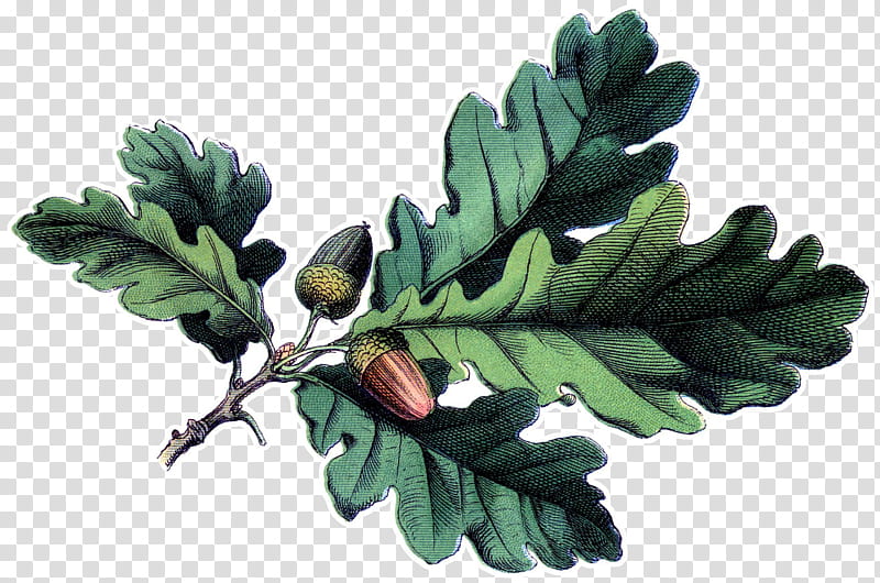 Oak Tree Drawing, White Oak, English Oak, Branch, Acorn, Leaf, Quercus Suber, Swamp Spanish Oak transparent background PNG clipart