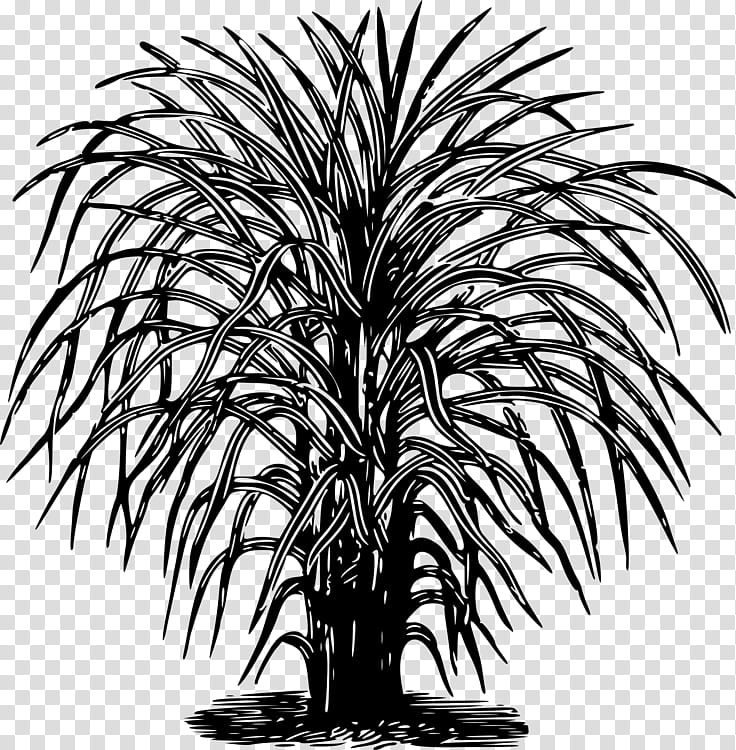 Palm Tree Drawing, Branch, Visual Arts, Baobab, Plant, Arecales, Woody Plant, Date Palm transparent background PNG clipart