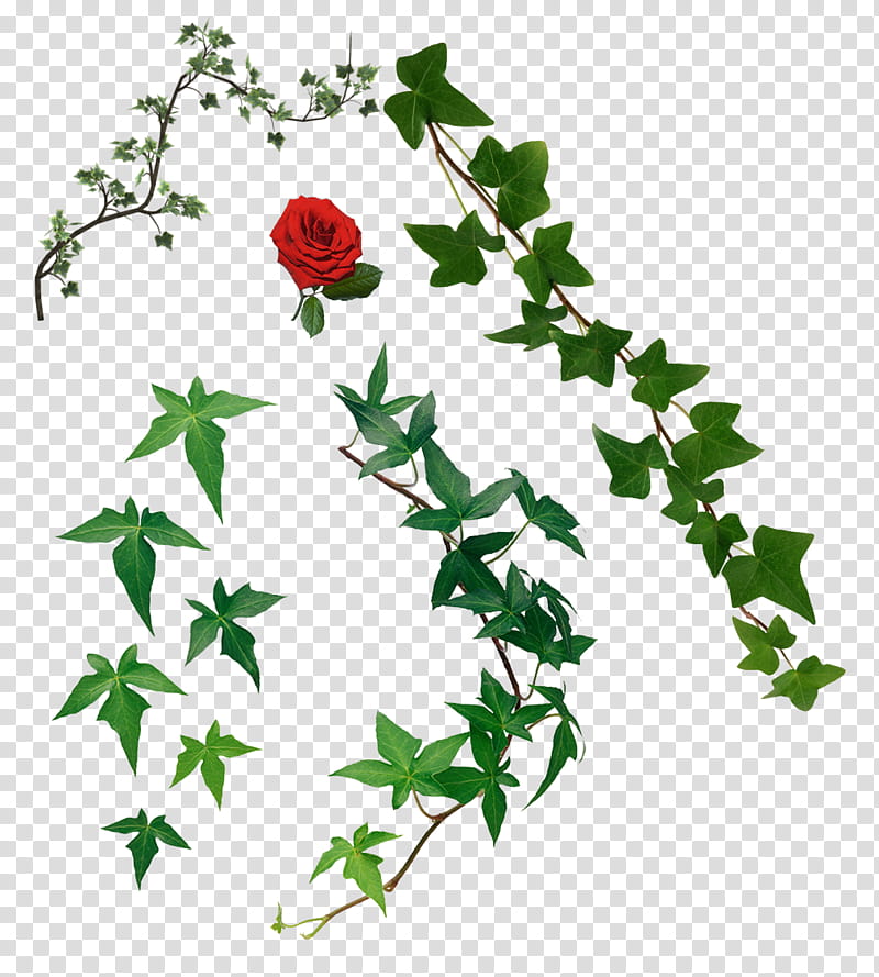 Green Leaf, Poster, Vine, Flower, Ivy, Plant, Holly, Ivy Family transparent background PNG clipart