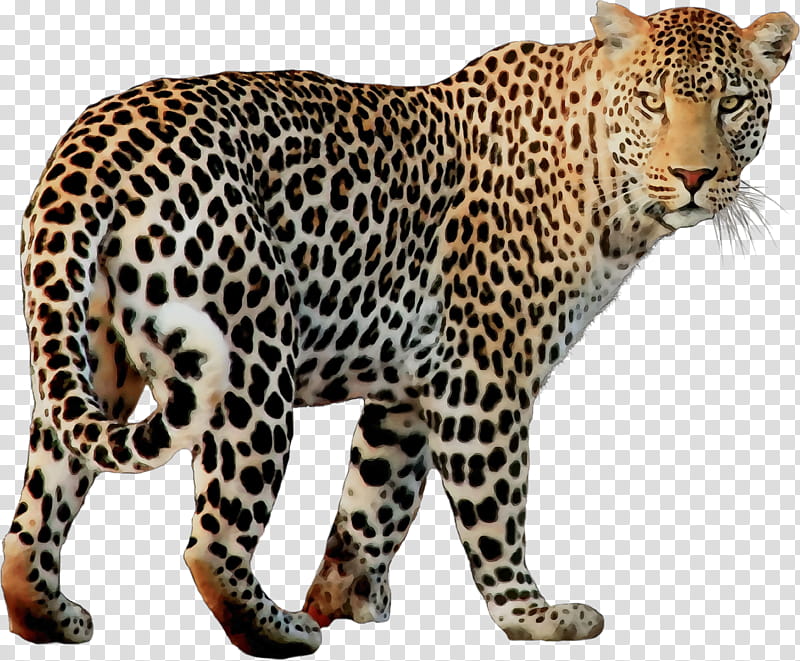 Cats, Leopard, Cheetah, Jaguar, Lion, Animal Figure, Wildlife, African Leopard transparent background PNG clipart