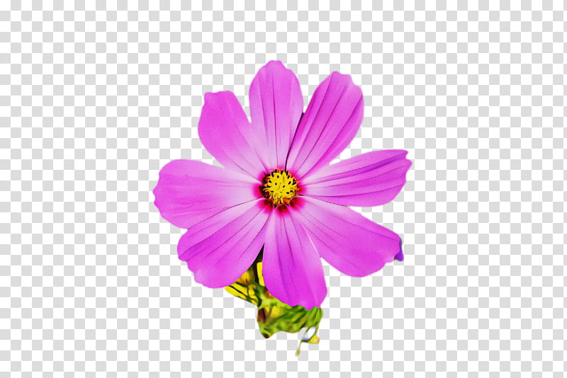 flower petal pink plant cosmos, Violet, Purple, Wildflower, Garden Cosmos transparent background PNG clipart