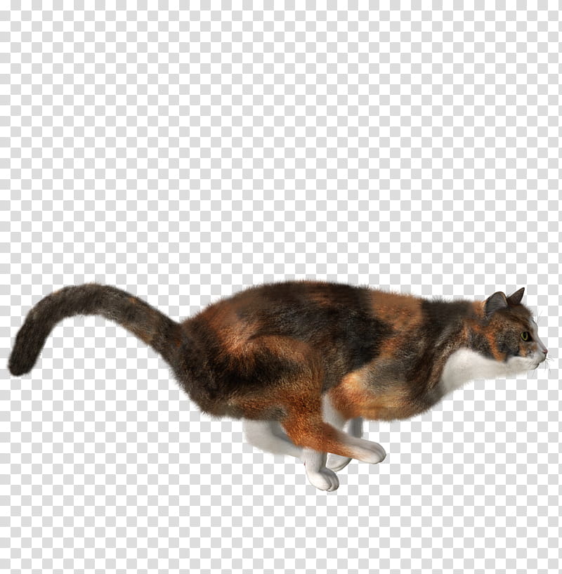 High Quality  Cats , calico cat transparent background PNG clipart