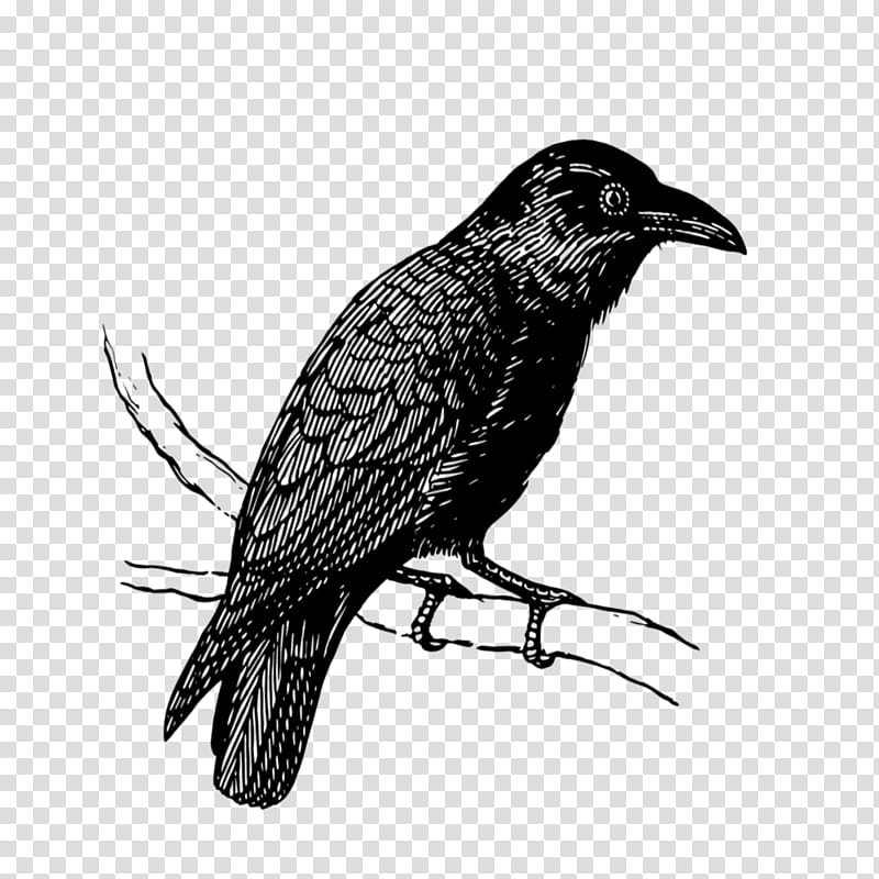 bird raven crow raven beak, Drawing, Crowlike Bird, New Caledonian Crow, Cuckoo transparent background PNG clipart