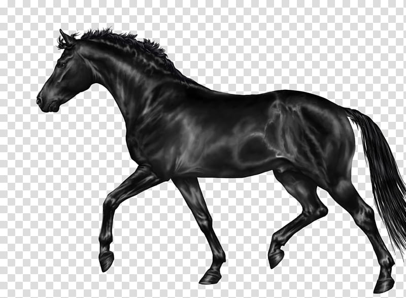 Free Greyscale Horse Trot, black horse transparent background PNG clipart