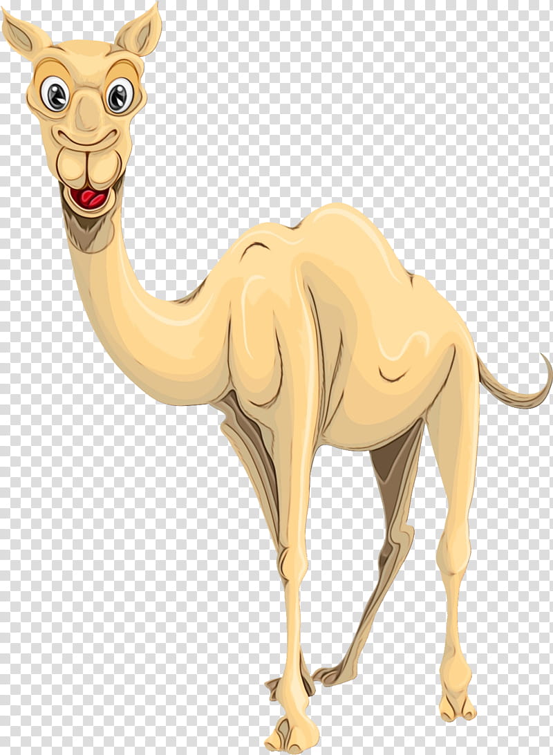 Bactrian Camel Camel, Drawing, Camelid, Animal Figure, Arabian Camel, Wildlife, Live, Figurine transparent background PNG clipart
