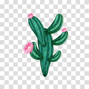 Watercolor Pink Flowers Cactus Succulent Plant Plants Drawing Cactus Flowers Watercolor Painting Desert Transparent Background Png Clipart Hiclipart In order to get a beautiful flower image we need to color the flower as the video. watercolor pink flowers cactus