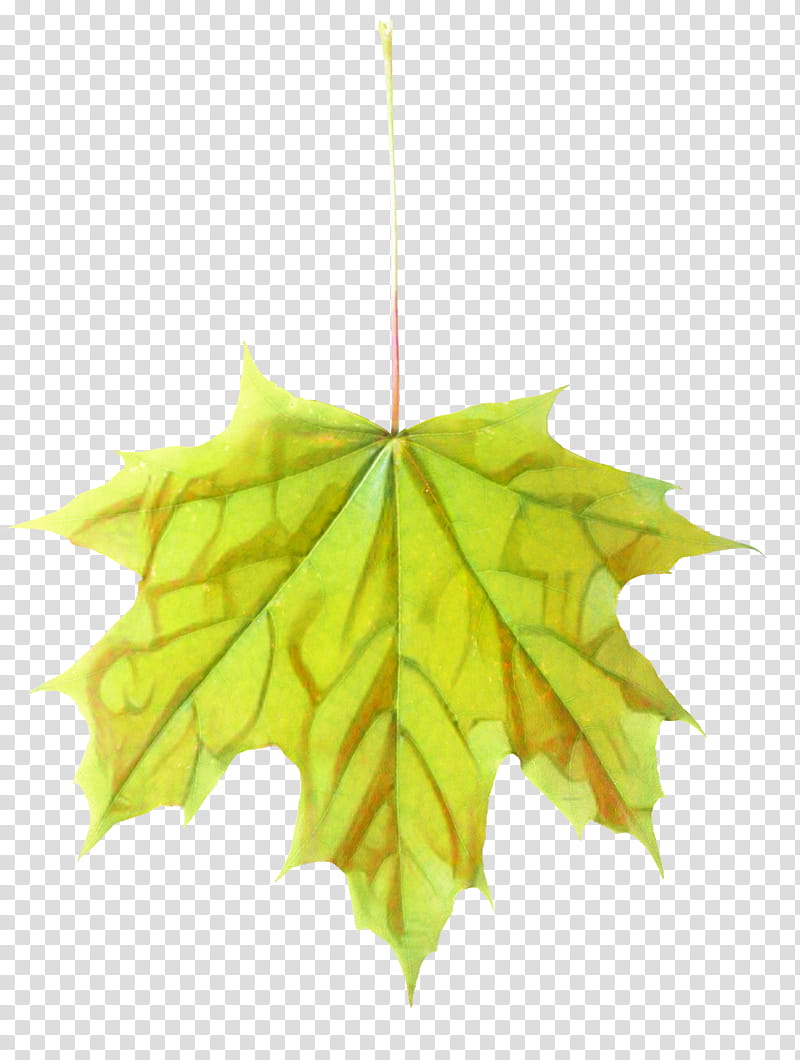 Family Tree, Maple Leaf, Symmetry, Black Maple, Woody Plant, Yellow, Plane, Planetree Family transparent background PNG clipart