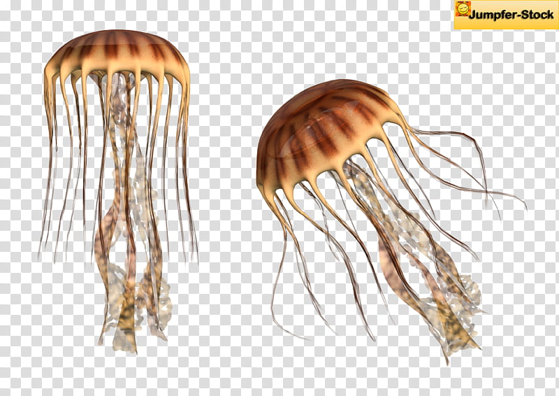 Giant Jellyfish , two brown jelly fish transparent background PNG clipart