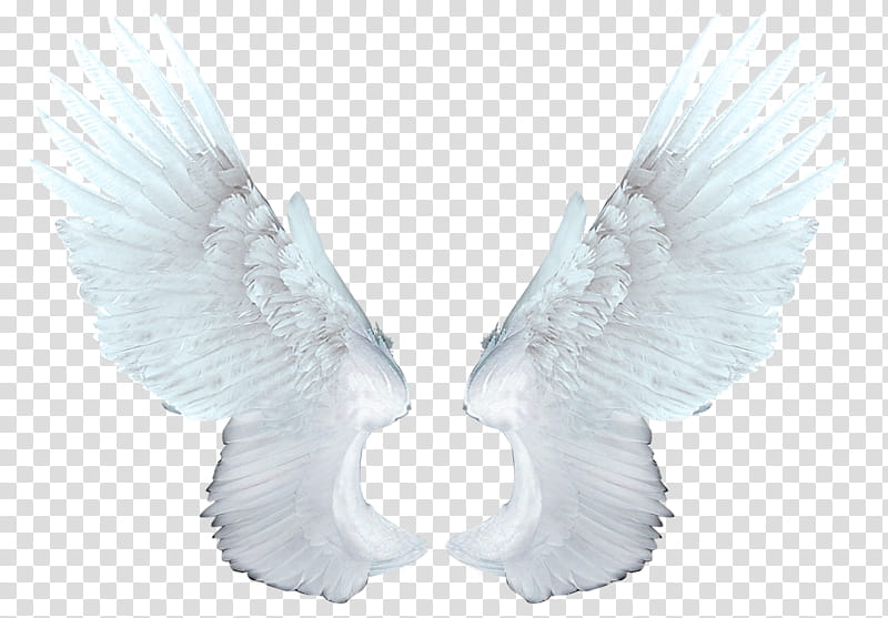 Angel Wings  , white wings illustration transparent background PNG clipart