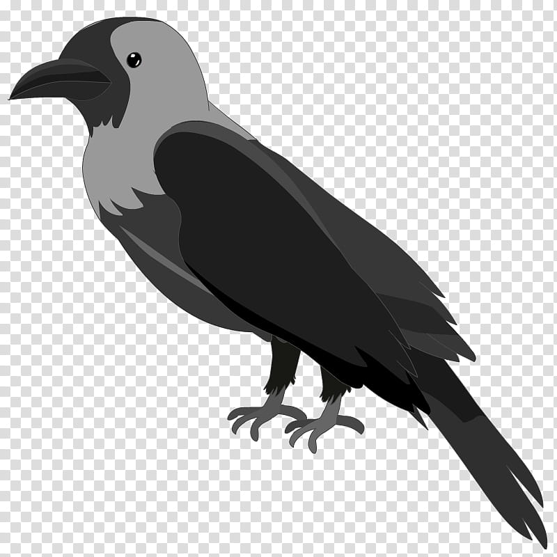 Bird Silhouette, American Crow, New Caledonian Crow, Rook, Beak, Parrot, House Crow, Raven transparent background PNG clipart