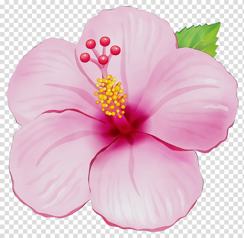 petal pink hibiscus hawaiian hibiscus flower, Watercolor, Paint, Wet Ink, Chinese Hibiscus, Plant, Flowering Plant, Mallow Family transparent background PNG clipart