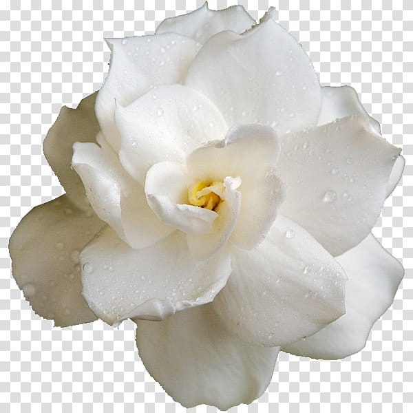 flower power s, white gardenia flower art transparent background PNG clipart