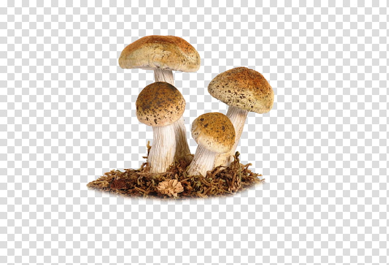 Mushroom , brown mushroom transparent background PNG clipart
