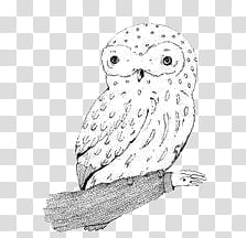 Black And White Black And White Owl Sketch Transparent