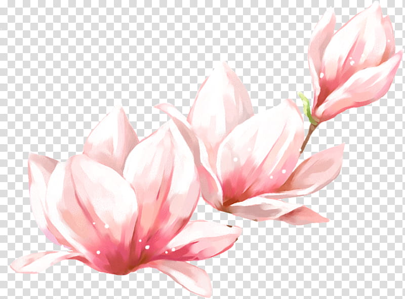 Pink Flower, Spring
, Gratis, Autumn, Alibaba Group, Plant, Petal, Blossom transparent background PNG clipart