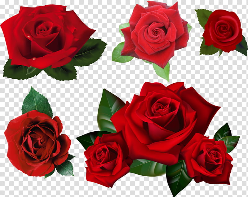 Pink Flowers, Rose, Garden Roses, Flower Bouquet, Blue Rose, Petal, Red, Floribunda transparent background PNG clipart