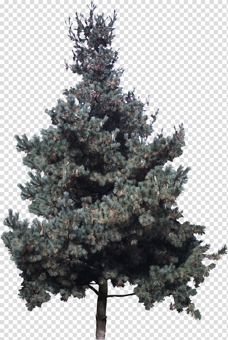 Christmas tree, Shortleaf Black Spruce, Balsam Fir, Columbian Spruce, White Pine, Colorado Spruce, Yellow Fir, Lodgepole Pine transparent background PNG clipart