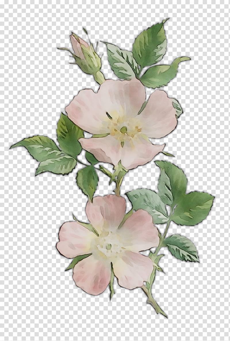 Pink Flower, Dogrose, Mallows, Herbaceous Plant, Branching, Plants, Petal, Cut Flowers transparent background PNG clipart