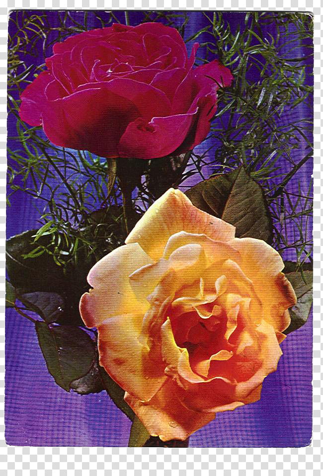 SET Postcards part, yellow petaled flower transparent background PNG clipart