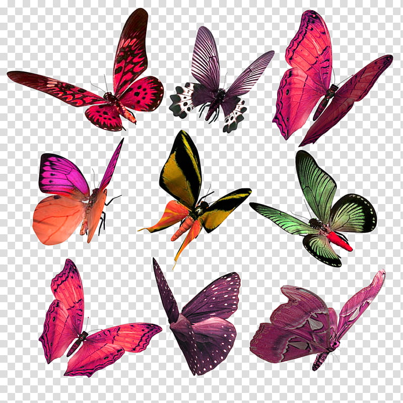 Recursos, nine assorted-color butterflies transparent background PNG clipart