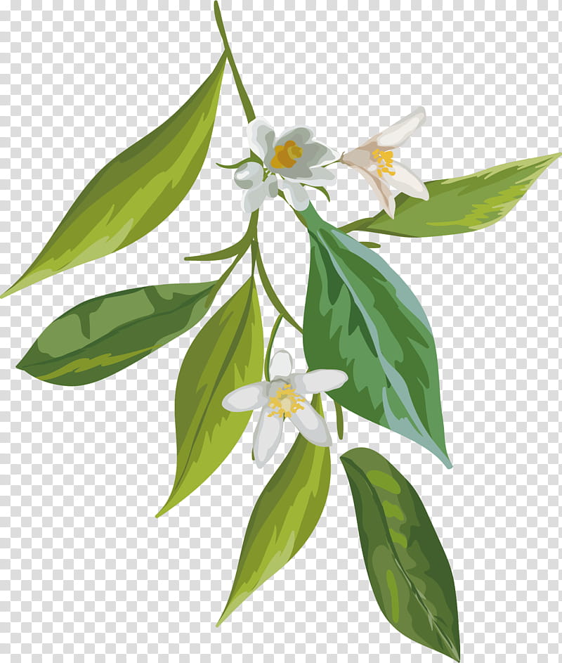 Watercolor Flower, Watercolor Painting, Lemon, Plant, Leaf, Flora, Branch, Plant Stem transparent background PNG clipart