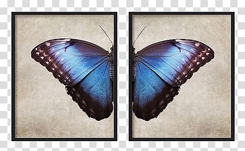 , blue and black butterfly two panel painting transparent background PNG clipart
