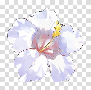 Flores I, white hibiscus transparent background PNG clipart