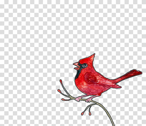Bird, cardinal bird on branch illustration transparent background PNG clipart