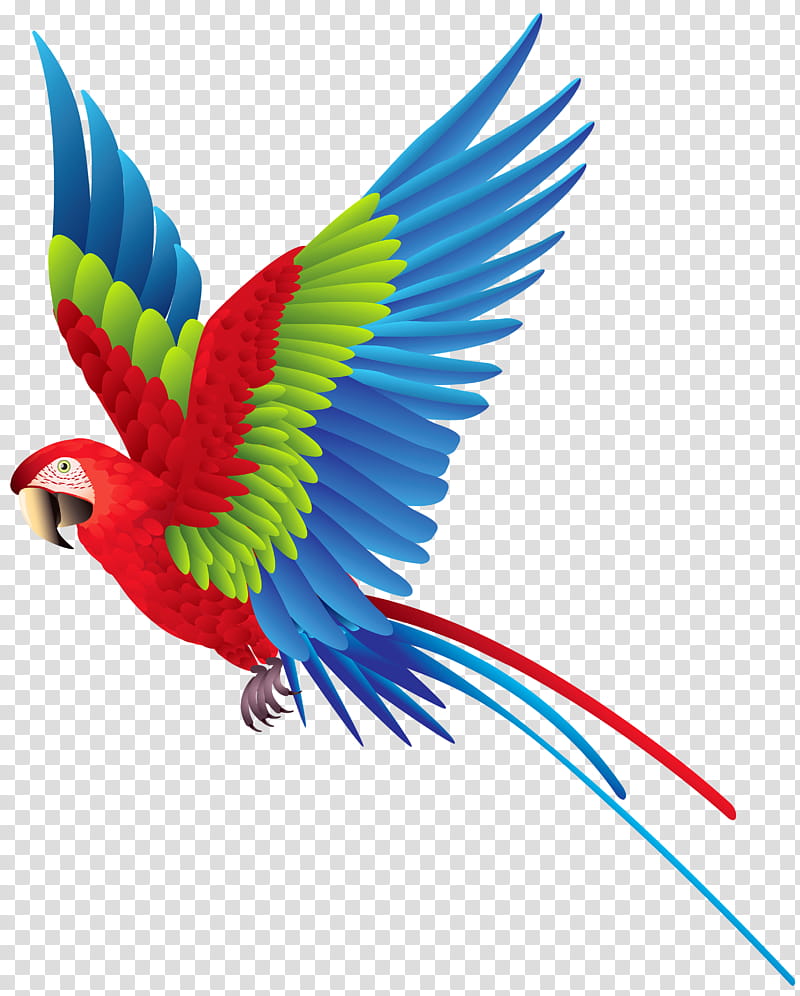 RECURSOS , red, green, and blue parrot illustration transparent background PNG clipart