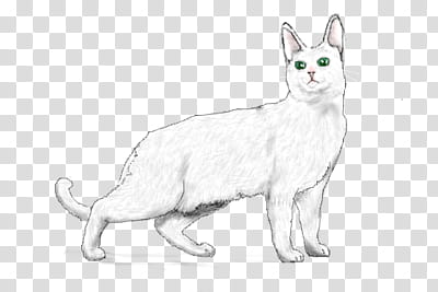 Big Eared Cat transparent background PNG clipart
