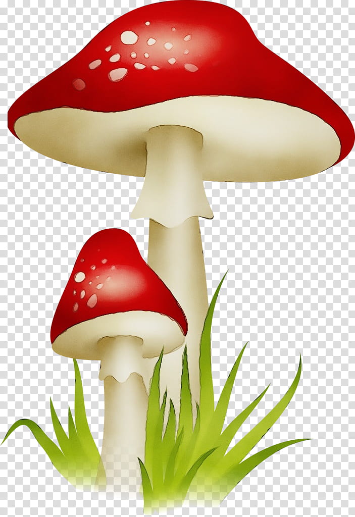 mushroom agaric agaricomycetes agaricaceae, Watercolor, Paint, Wet Ink, Plant, Edible Mushroom, Agaricus transparent background PNG clipart