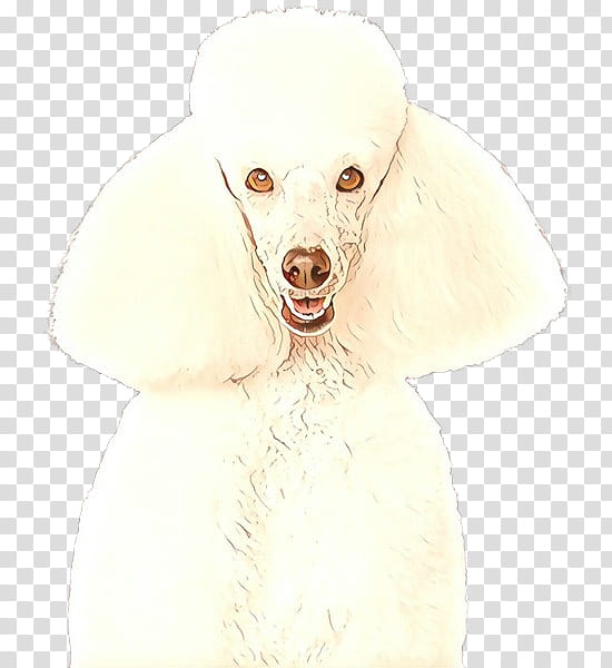 dog white poodle dog breed miniature poodle, Cartoon, Companion Dog, Nonsporting Group, Standard Poodle transparent background PNG clipart
