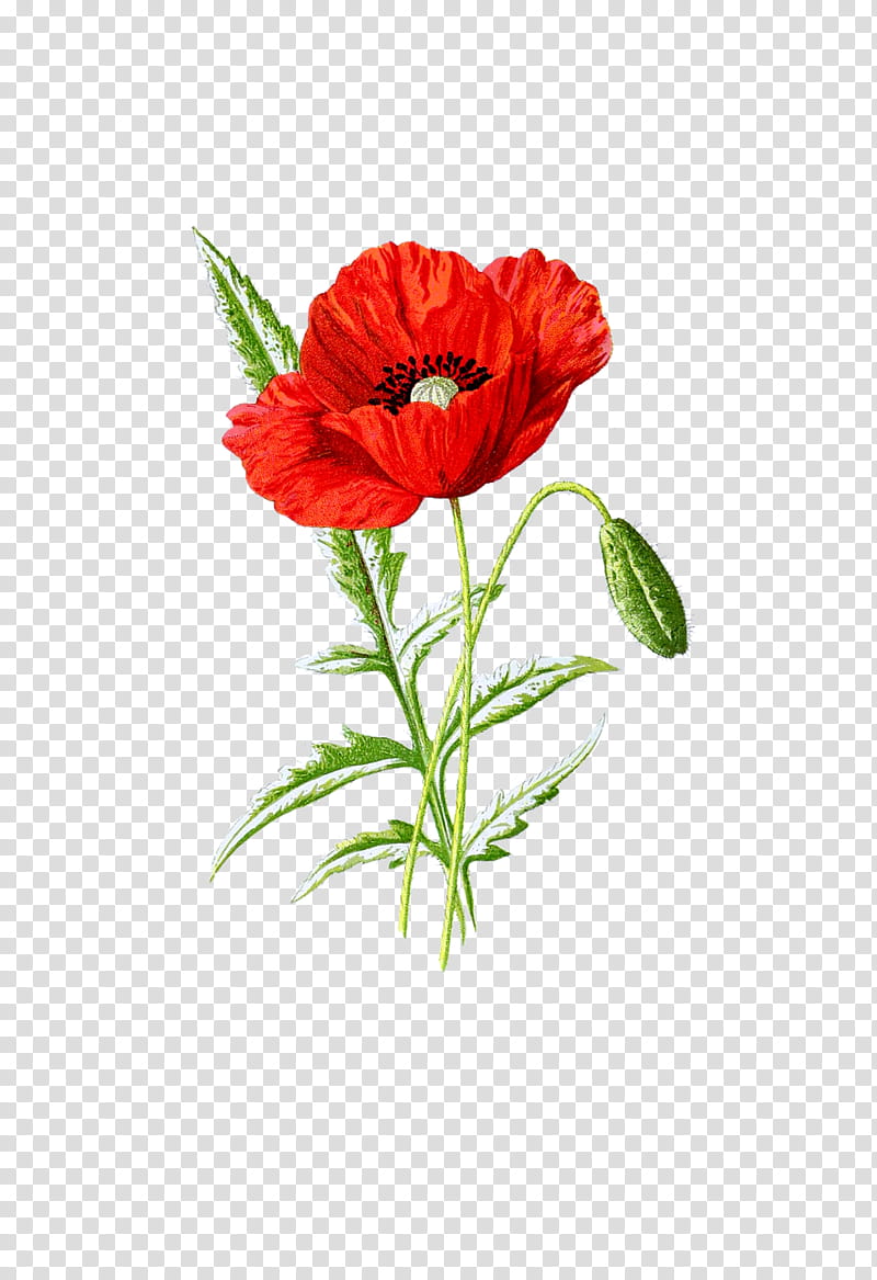 Drawing Of Family, Poppy, Common Poppy, Poster, Flower, Cut Flowers, Plant, Coquelicot transparent background PNG clipart