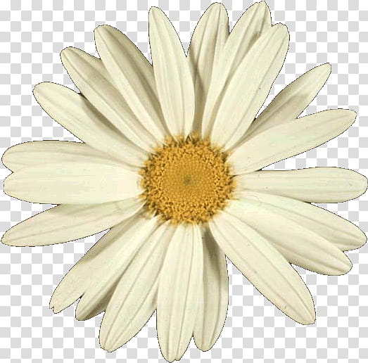 Flowers, GOLDEN RATIO, Common Daisy, Oxeye Daisy, Number, Petal, Phyllotaxis, Vegetal transparent background PNG clipart