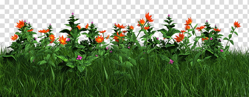 Free Grass and Flowers, orange flower transparent background PNG clipart