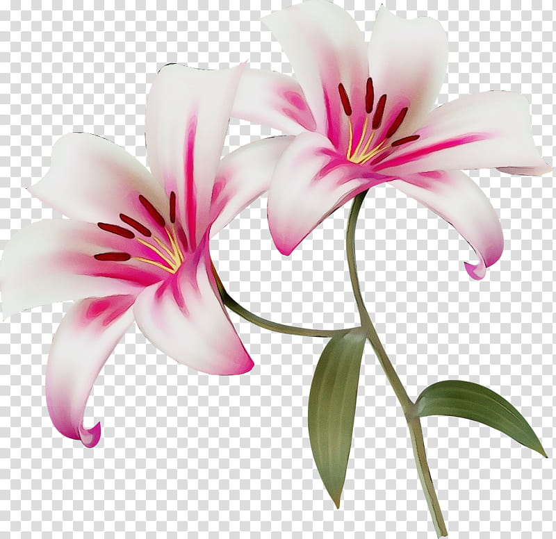 flower flowering plant petal pink lily, Watercolor, Paint, Wet Ink, Stargazer Lily, Lily Family, Pedicel transparent background PNG clipart