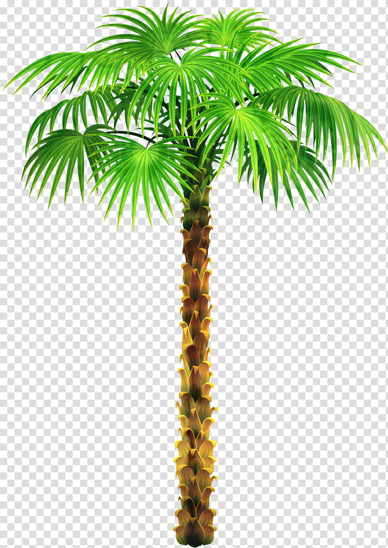 Date Tree Leaf, Palm Trees, Coconut, Plants, Date Palm, Sabal, Nursery, Asian Palmyra Palm transparent background PNG clipart