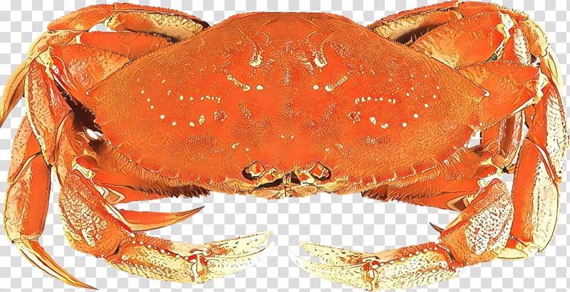 crab rock crab freshwater crab cancridae dungeness crab, King Crab, Food, Decapoda, Horsehair Crab, Seafood transparent background PNG clipart