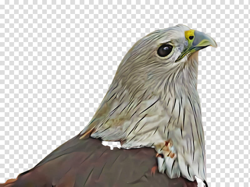 bird eagle bird of prey beak hawk, Accipitridae, Kite, Sharpshinned Hawk, Coopers Hawk transparent background PNG clipart