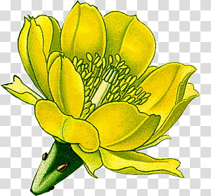 Botanical s, yellow and green petaled flower in bloom illustration transparent background PNG clipart