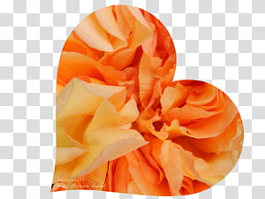 Rose Petal, Perfume, Happiness, Human Height, Orange Sa, Mean, Inhalation, Sea Breeze transparent background PNG clipart thumbnail