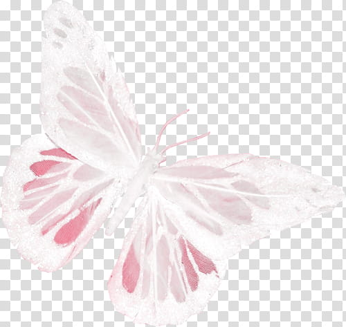 White and pink butterfly illustration transparent background PNG clipart |  HiClipart