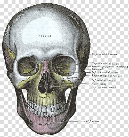 , gray skull illustration with label text transparent background PNG clipart