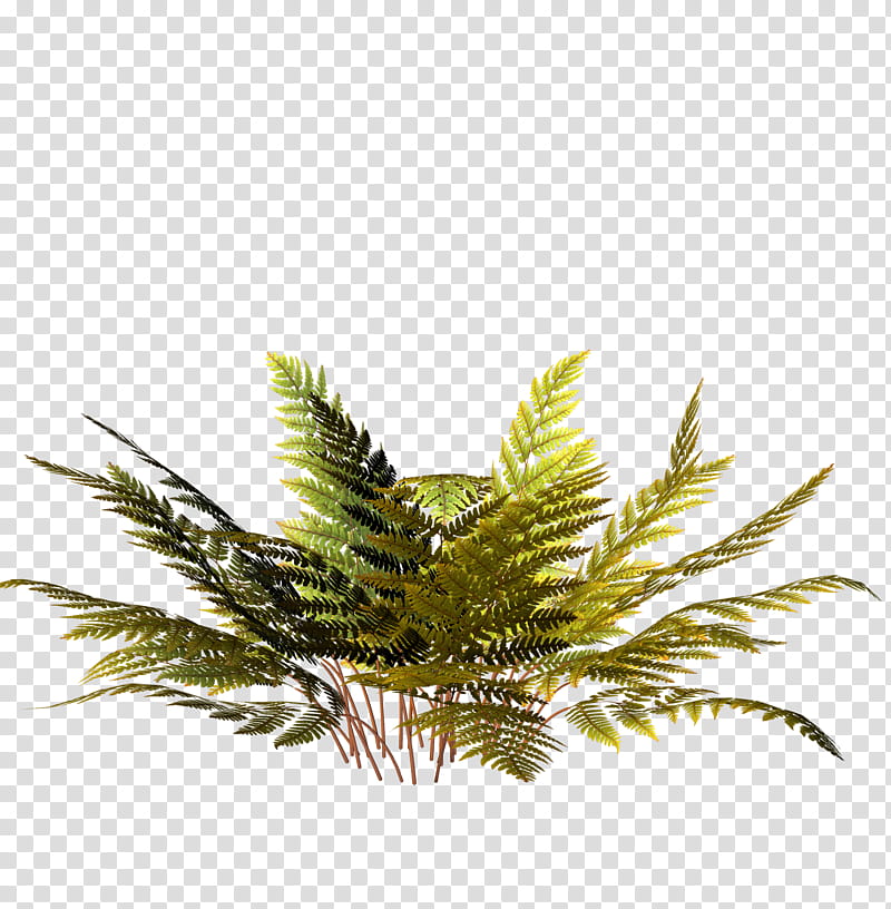 ferns night and day, green leafed plant art transparent background PNG clipart